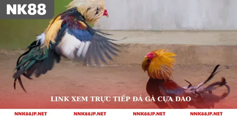 Link xem trực tiếp đá gà cựa dao