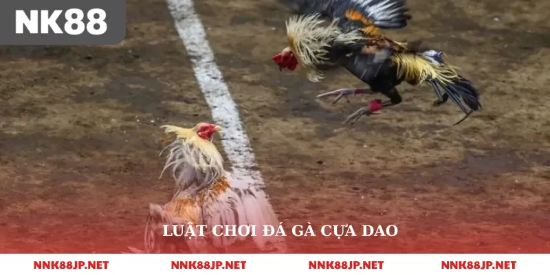 Luật chơi đá gà cựa dao