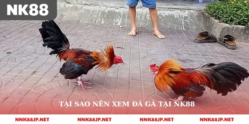 Tại sao nên xem đá gà tại Nk88